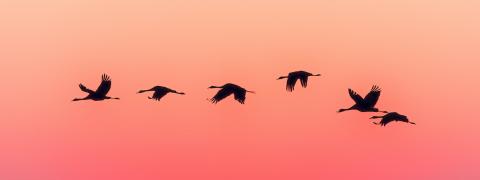 birds